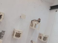 -猫色咖啡·猫咖