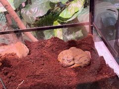 -正佳雨林生态植物园