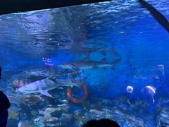 -烟台海昌鲸鲨海洋公园