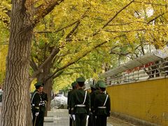 -三里屯东五街银杏大道
