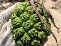 -西涌国际滨海旅游区