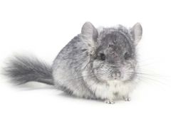 -龙猫仔乐园(惠福东路店)