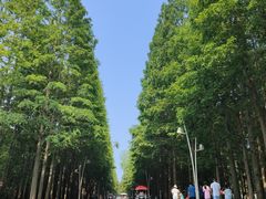 -日照海滨国家森林公园