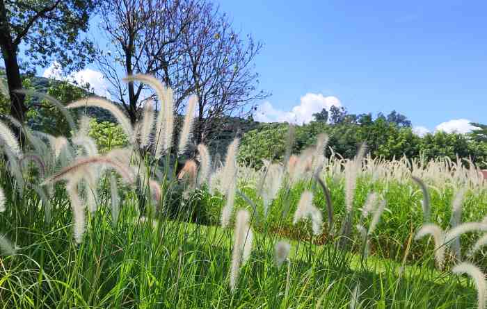 九祥岭湿地公园-"雨后的公园空气清新,凉风习习周末傍晚,.