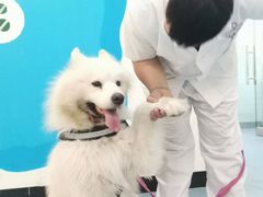 -特一安24小时宠物医院·骨科·中兽医