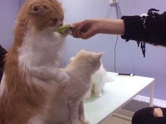 -喵的天空名猫咖啡馆·撸猫·猫舍·用品