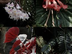 -中国科学院华南植物园