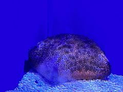 -北海海底世界