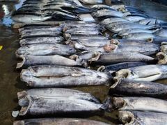 -尼甘布海鲜市场