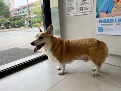 -关爱宠物医院·猫科中心·消化科(滨湖万达分院)