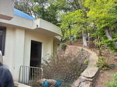 -合肥野生动物园