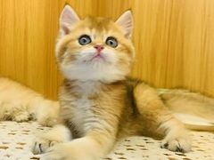 -欣宠猫屋·矮脚拿破仑·蓝金金渐层