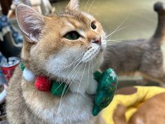 -逗柴咖啡屋·狗咖猫咖宠物桌游