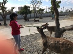 -鹿境梅花鹿生态园区