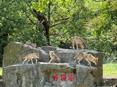-常州淹城野生动物世界