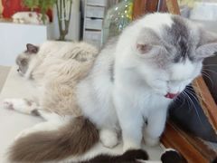 -共舞时光猫咖·狗咖(新街口店)