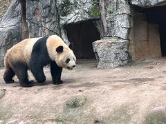 -都江堰中华大熊猫苑