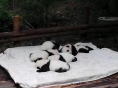-成都大熊猫繁育研究基地