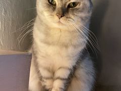 -猫儿山۰猫主题餐厅