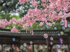 -宝墨园景区