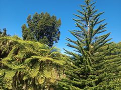 -墨尔本皇家植物园