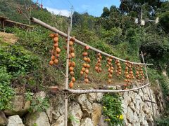 -杨家堂村
