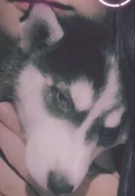 -翊宠yipet猫狗购宠庄园犬舍•猫舍