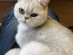 -关爱宠物医院·猫科中心·消化科(滨湖万达分院)