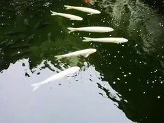 -惠州西湖风景名胜区-丰渚园