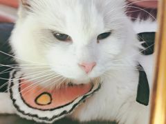 -喵喵咪呀布偶猫咖(春熙路店)