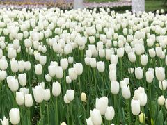 -上海鲜花港
