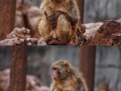 -昆明动物园