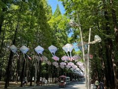 -日照海滨国家森林公园