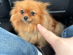 -博特宠物医院24h犬猫全科.骨科·异宠