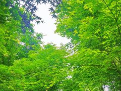 -羊山湖公园