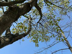 -鲜芋仙(苏州干将店)