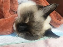 -艾吉宠物医院·疑难杂症转诊中心·猫友好(碧江路院)