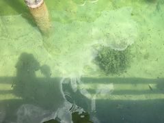 -柯尼希湖