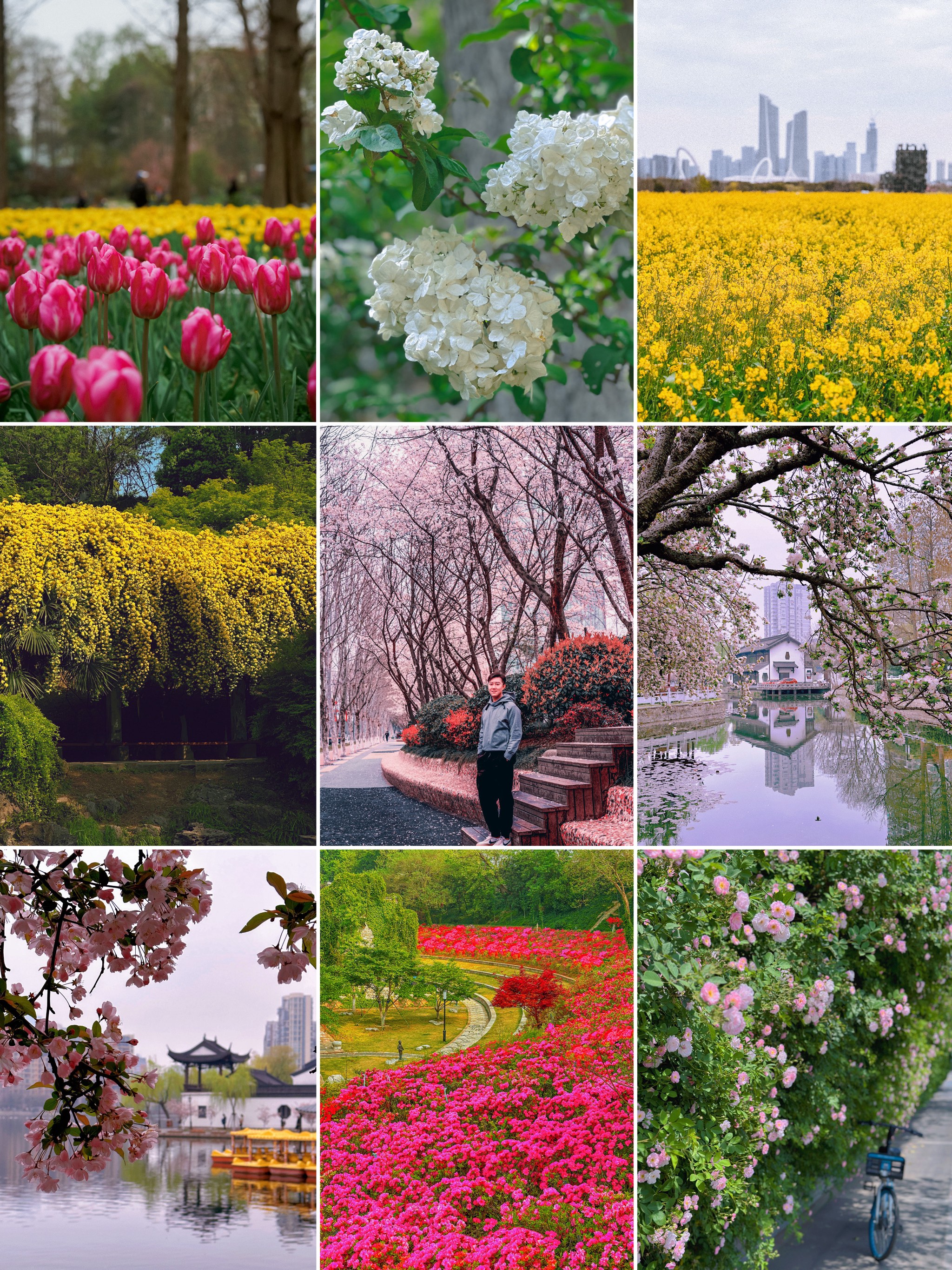 南京春天赏花攻略,码住这张图赏花不迷路(附花期地址