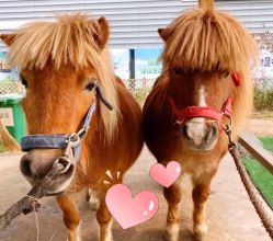 -萌宠亲子动物乐园(槐房万达店)