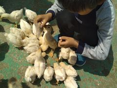 -前小桔亲子创意农场·草莓采摘·露营烧烤