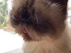 -more than meow吴止猫主题餐厅(承德 中船汇店)