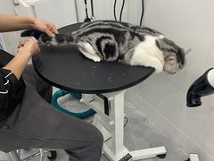 -1013 PET SHOP精品宠物商店(丁香店)