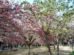 -西安青龙寺遗址景区