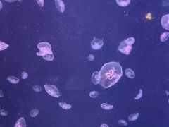 -太平洋海底世界