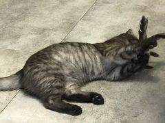 -团子家猫咪猫咖馆·柯基·柯尔鸭