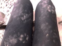 -柴犬高等学院·狗咖·柴犬售卖·宠物训练