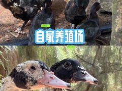 -坛南湾阿强农家乐.海鲜大排档老字号(福州地标美食店)