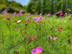 -上海共青森林公园