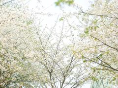 -南山植物园